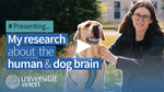 What makes us social? Dog brains might give us an answer