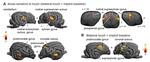 Functional mapping of the dog somatosensory cortex using noninvasive fMRI and in vivo touch