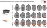 Tailored haemodynamic response function increases detection power of fMRI in awake dogs (Canis familiaris)