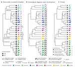 Comparative neuroimaging of the carnivoran brain: Neocortical sulcal anatomy