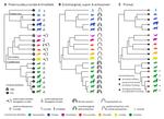 Comparative neuroimaging of the carnivoran brain: Neocortical sulcal anatomy